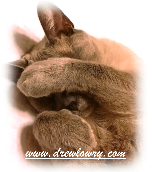 VIDEO – Riggo Gets High as a Kite on Catnip, Plays Fetch, and Becomes a Pleasure&nbsp;Victim